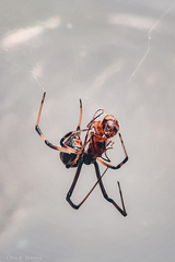 Latrodectus geometricus