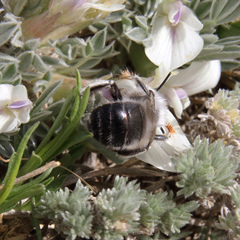 Anthophora ursina