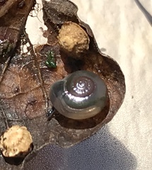 Glyphyalinia