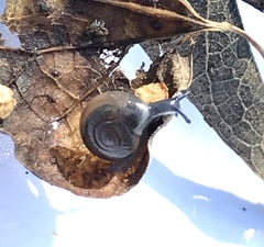 Glyphyalinia