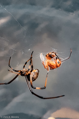 Latrodectus geometricus