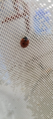 Coccinella septempunctata