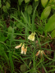Lathyrus pannonicus