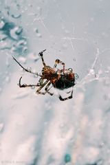 Latrodectus geometricus