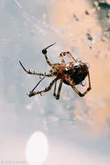 Latrodectus geometricus