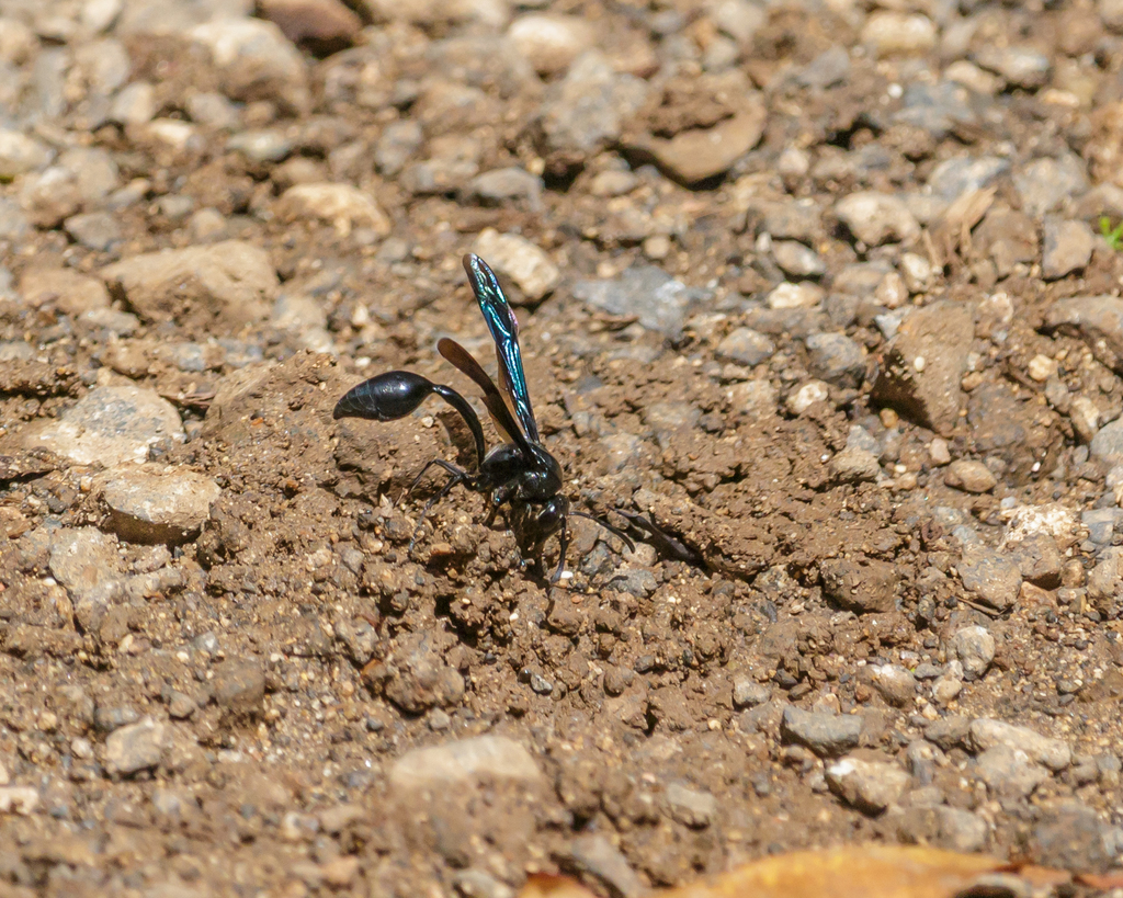 Black delta vespid wasp