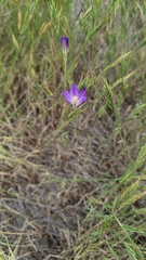 Brodiaea orcuttii