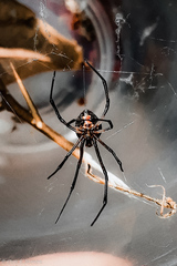 Latrodectus geometricus