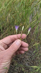 Brodiaea orcuttii