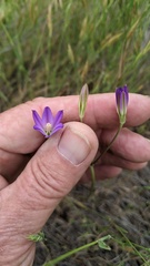 Brodiaea orcuttii