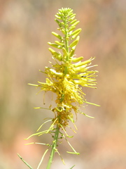 Stanleya pinnata