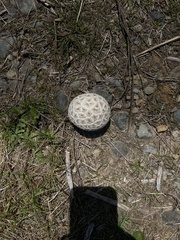 Calvatia sculpta