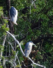 Nycticorax nycticorax image