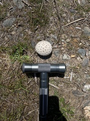 Calvatia sculpta
