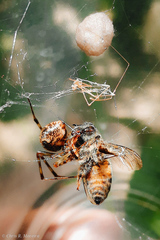 Latrodectus geometricus