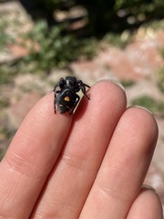 Phidippus audax