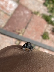 Phidippus audax