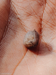 Latrodectus geometricus