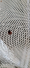 Coccinella septempunctata