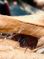 Latrodectus geometricus