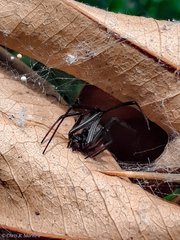 Latrodectus geometricus