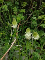 Phyteuma spicatum spicatum