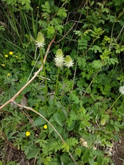 Phyteuma spicatum spicatum