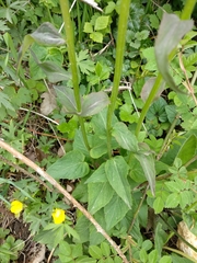 Phyteuma spicatum spicatum