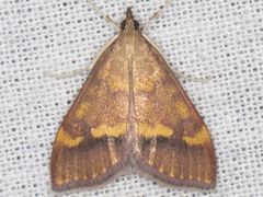 Pyrausta perrubralis