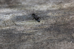 Tomocerus vulgaris