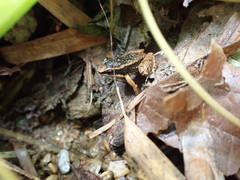 Mannophryne trinitatis