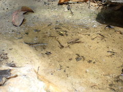 Anablepsoides hartii