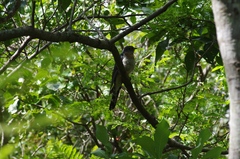 Cuculus solitarius