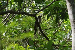 Cuculus solitarius