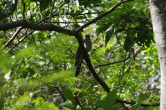 Cuculus solitarius