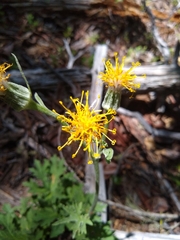 Cacaliopsis nardosmia