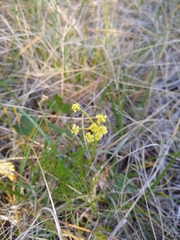 Lomatium cookii