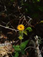 Arnica discoidea