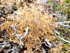 Sphaerophorus globosus