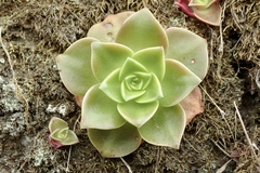 Dudleya stolonifera
