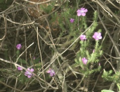 Linanthus californicus