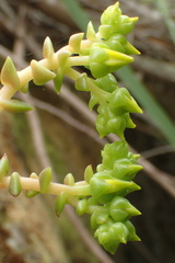 Dudleya stolonifera