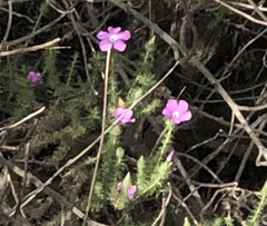 Linanthus californicus