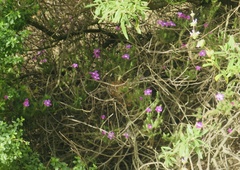 Linanthus californicus