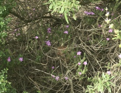 Linanthus californicus