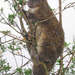 Mountain Cuscus - Photo (c) pfaucher, some rights reserved (CC BY-NC), uploaded by pfaucher