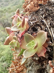 Dudleya stolonifera