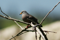 Columbina cruziana
