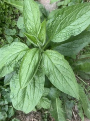Hackelia virginiana