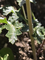 Lomatium parvifolium